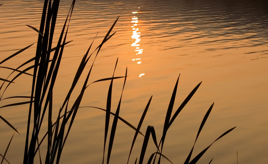 reeds